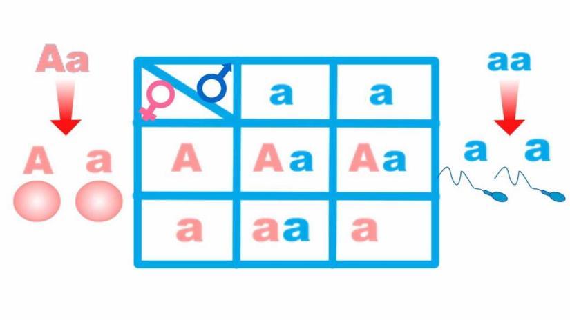 Criança menina ½ - Manifestar doença ¼ ½ x ¼ = 1/8 ou 12,5% 2. Uma determinada malformação óssea de mãos e pés tem herança autossômica dominante.