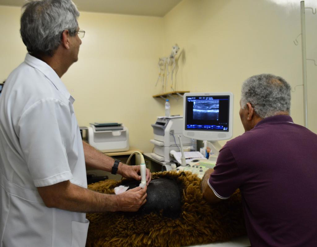 HOSPITAL VETERINÁRIO Acadêmicos, médicos residentes e profissionais de saúde realizam atendimentos de animais domésticos de pequeno e grande porte.