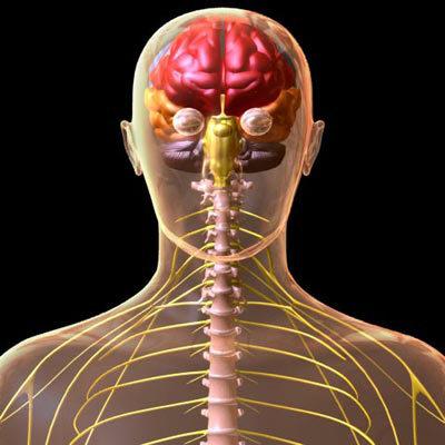 3) Sistema nervoso central (SNC) b) Medula Espinhal (raque) Funções da medula o Recebe as informações de