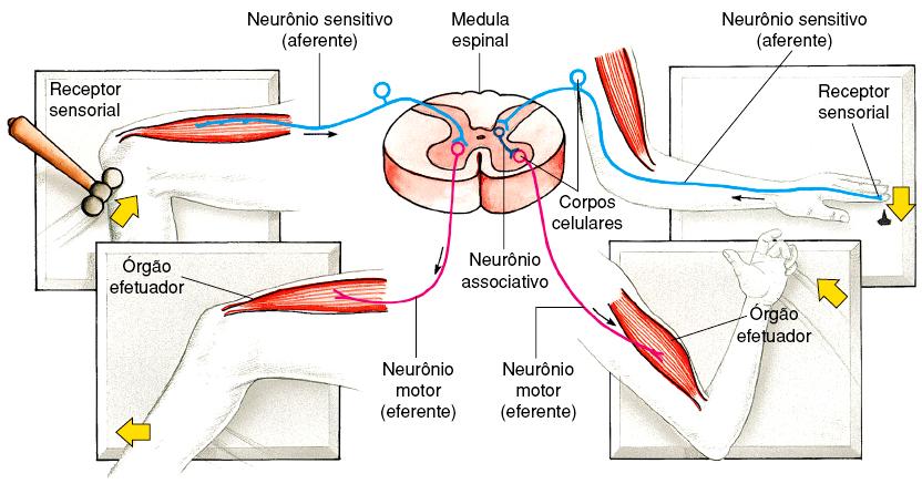 3) Sistema nervoso central (SNC) b) Medula Espinhal (raque) Reflexo Medular A medula espinhal é