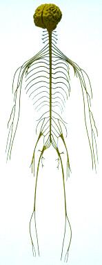 4) Sistema nervoso periférico (SNP) Classificação dos nervos I) Quanto ao tipo de neurônio Sensitivos ou aferentes (contém apenas neurônios sensitivos) Motores ou eferentes (contém apenas