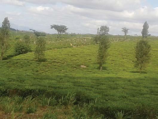 Desmatamento na Paisagem do Corredor da Beira Figura 12: Campos de pequenas empresas produtoras de chá na Zambézia Portanto, este conjunto de acções visa aumentar a cobertura florestal, aspecto