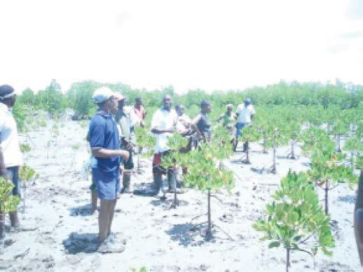 Desmatamento na Paisagem do Corredor da Beira Figura 52: Repovoamento do mangal em Nhangau com apoio da ADEL Em relação à mineração, o CDS-RN Manica está a trabalhar na sensibilização dos