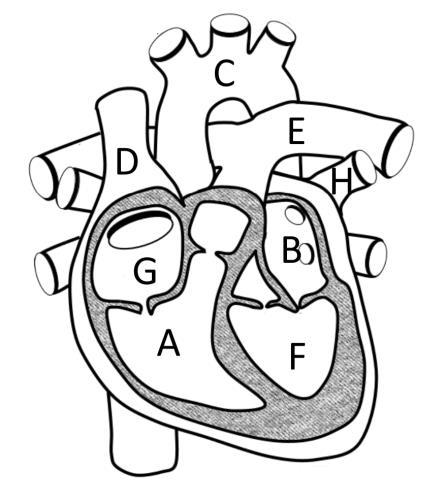 2. A figura ao lado mostra a estrutura dum coração de mamífero, identificando através de letras as cavidades e vasos comunicantes visíveis. 2.1. Identifique as letras que correspondem a artérias. 2.2. Identifique as letras que correspondem a locais onde circule sangue venoso.