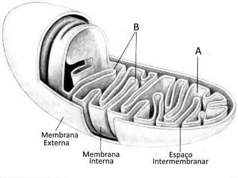 5.3. As reações que ocorrem nas mitocôndrias dos peixes permitem obter energia a partir da da glicose. a) anabólicas... oxidação incompleta b) catabólicas... oxidação completa c) anabólicas.