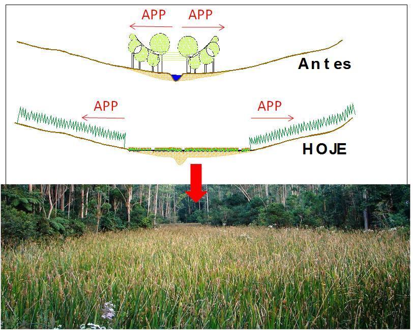 APP a ser gerada nas áreas úmidas: Campos úmidos gerados por assoreamento de rio: Serão considerados leitos regulares de rios