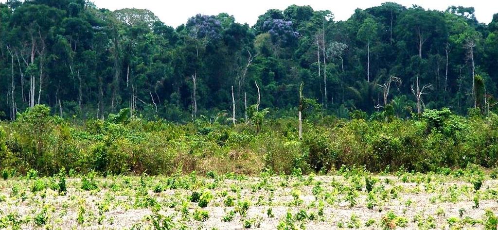 Resolvendo o déficit de RL Déficit de RL Compensação fora da propriedade Recomposição na propriedade o arrendamento de área sob regime de servidão ambiental cadastramento de uma área equivalente em