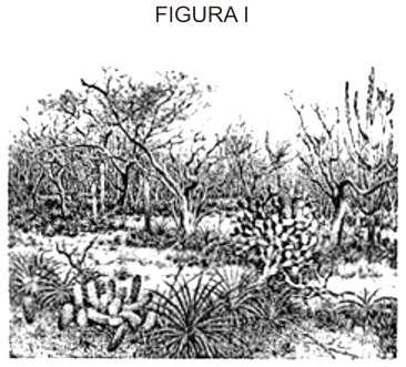 e) O domínio morfoclimático das matas ciliares. 5- Observe as figuras que representam a vegetação de dois biomas brasileiros. I.