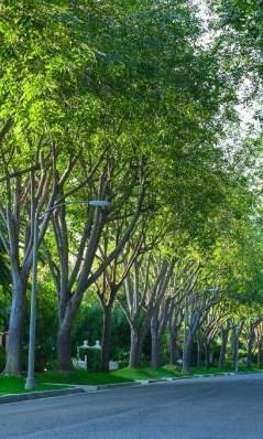 Importância da arborização urbana Regulação microclimática: vento, sombra, temperatura, umidade Conservação do asfalto Reduzem a poluição: atmosférica, visual,