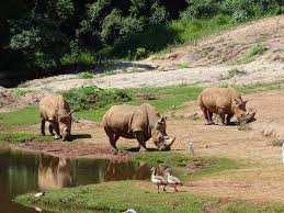 PASSEIO PEDAGÓGICO 1º ao 3º ano do Fundamental I Zooparque de Itatiba O Zooparque de Itatiba tem como objetivo mostrar uma seleção dos animais mais representativos do mundo todo em amplos recintos