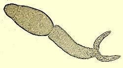 umhospedeiro Gastropoda (intermediário), Vertebrado