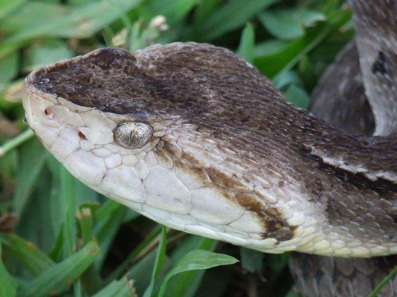 Esse órgão termossensitivo permite à serpente detectar a presença de presas de sangue quente, e desferir botes acurados ainda que a visibilidade seja pobre (MELGAREJO, 2009; STORER et al., 1998).