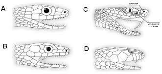 28 Figura 2 - Ilustração mostrando os quatro tipos básicos de dentição das serpentes Fonte: FUNASA, 2001.
