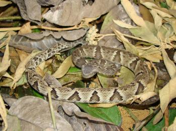 Mato Grosso do Sul (BRAVES, 2015) (FIG. 9). Figura 9 Serpente da espécie B. jararaca (A) e sua distribuição geográfica (B) no Brasil A B Fonte: BRAVES, 2015. As serpentes da espécie B.