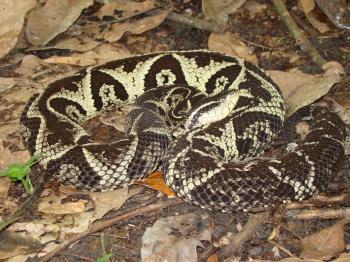 Figura 10 Serpente da espécie B. jararacussu (A) e sua distribuição geográfica (B) no Brasil 36 A B Fonte: BRAVES, 2015.