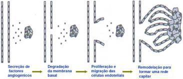 NEOANGIOGENESE Este fenômeno tem como base, estruturas capilares pré-existentes, tanto para a manutenção da estrutura como para o reparo do tecido em lesões.