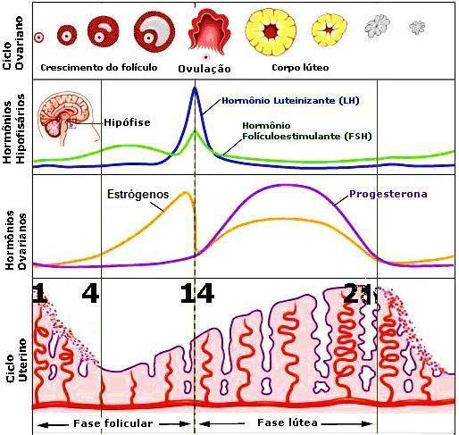 (LH) Estrógeno (E2) Progesterona (P4) Prostaglandina (PGF2α) Função