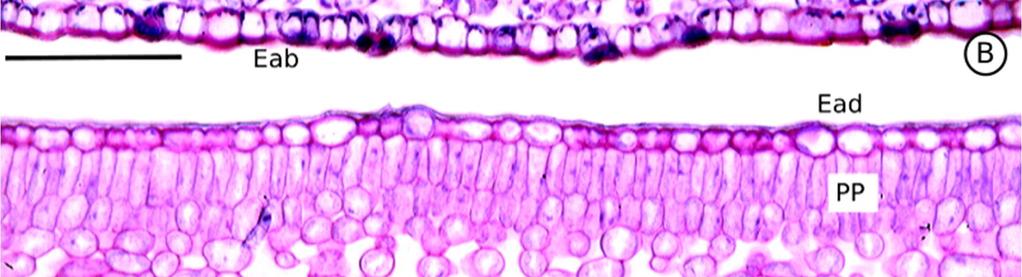 Epiderme da face abaxial, Ead =