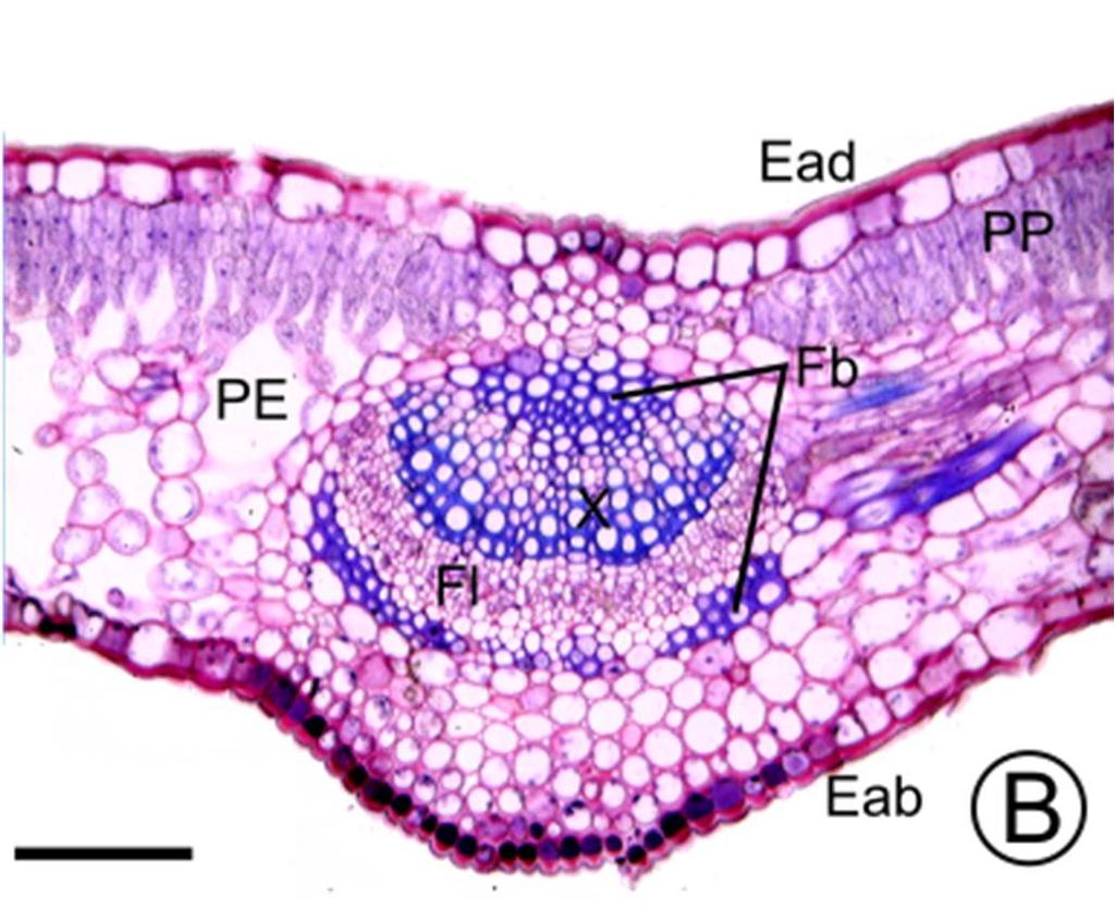 central: A) Citros; B) Curry; C) Murta. Barras = 100 µm.