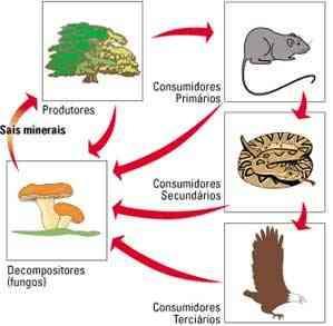 fonte de produção (autótrofos) por meio de