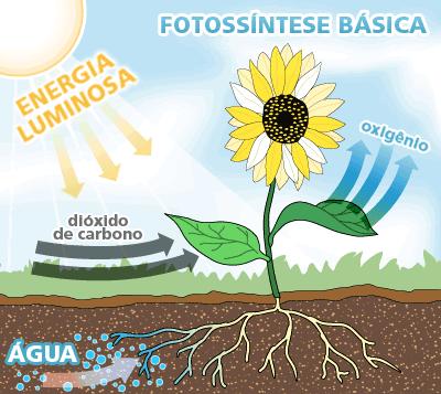 PRODUTORES: capazes de fixar a energia