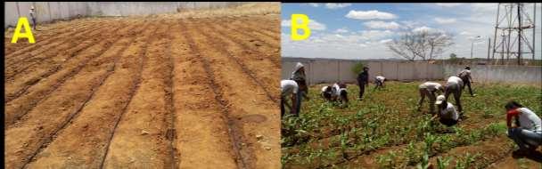 Figura 1. Linhas de plantio com detalhe do sistema de irrigação por gotejamento (A) e operação de desbaste das plantas (B).