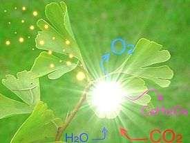 Fotossíntese Fotossíntese é um processo físico-químico, a nível celular, realizado pelos seres vivos clorofilados, que utilizam dióxido de carbono e água, para obter glicose através da energia da luz.