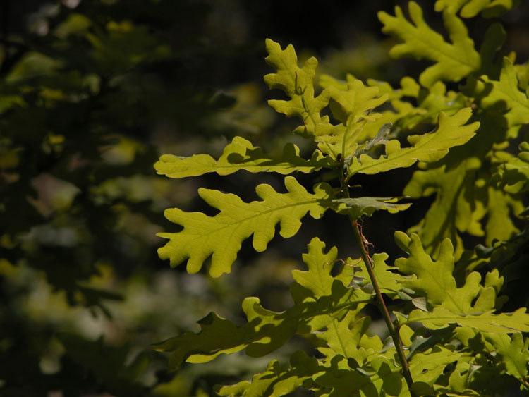 O porquê do nome Quercus São as árvores características dos ecossistemas florestais mais evoluídos que cobriam o nosso