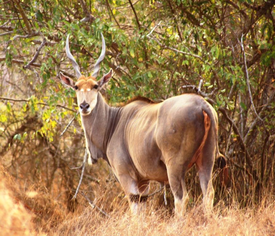 Gunga (Eland) o maior de todos os