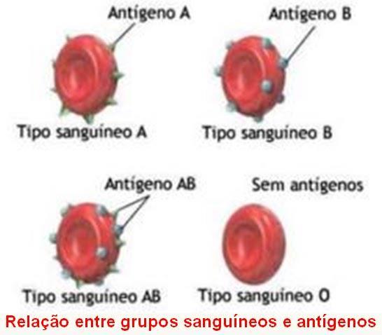 SISTEMA ABO Grupo sanguíneo Pode