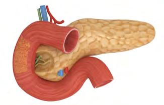 Esta glicose presente no sangue, é transportada para dentro das células por um hormônio secretado pelo pâncreas chamado insulina, e lá será