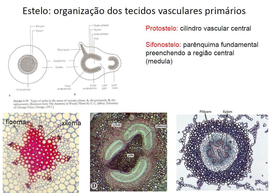 Como estão organizados os