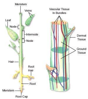 SISTEMA VASCULAR primário Procâmbio: tecido meristemático que origina o sistema vascular primário e parte do câmbio (meristema lateral) Xilema primário (regiões de protoxilema e metaxilema):