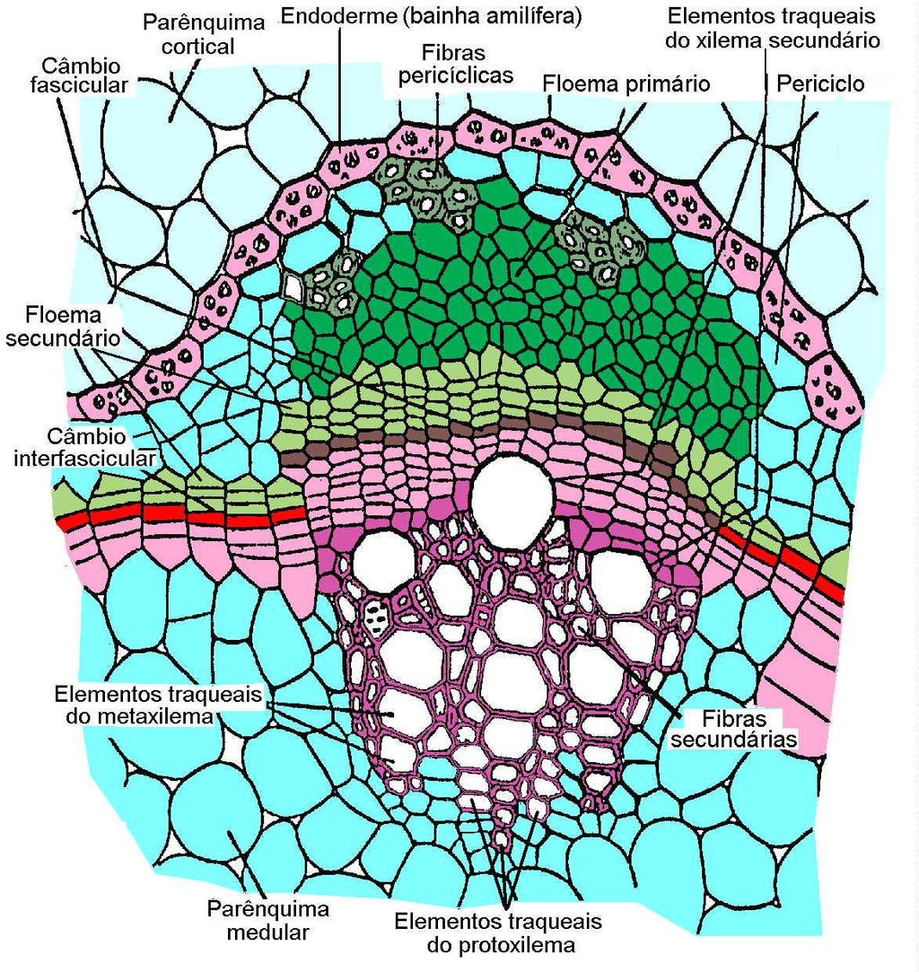 Periciclo = tecido