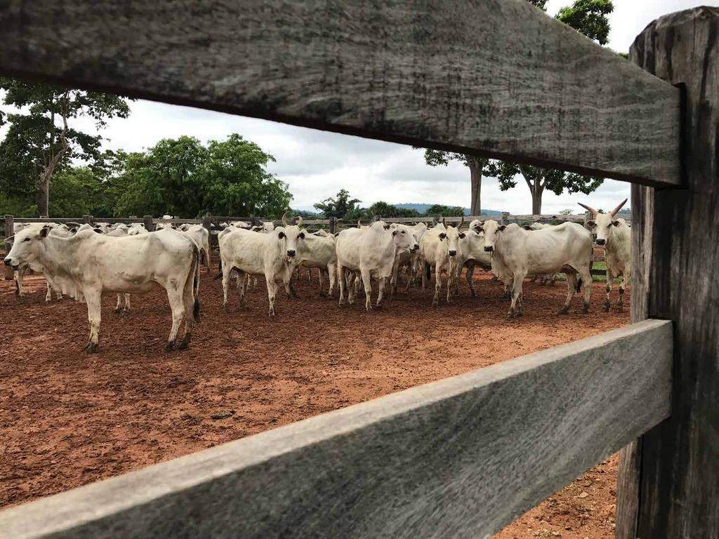 Pecuária de corte A produção de carne bovina é uma das principais atividades econômicas do estado.