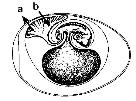QUESTÃO 11 (Unirio-RJ) O esquema a seguir representa, em corte transversal, o embrião de um cordado.