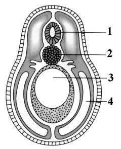 Essa figura representa uma das fases iniciais do desenvolvimento embrionário de um cordado. Todas as estruturas indicadas estão presentes nessa fase, exceto: a) arquêntero. b) blastocele.
