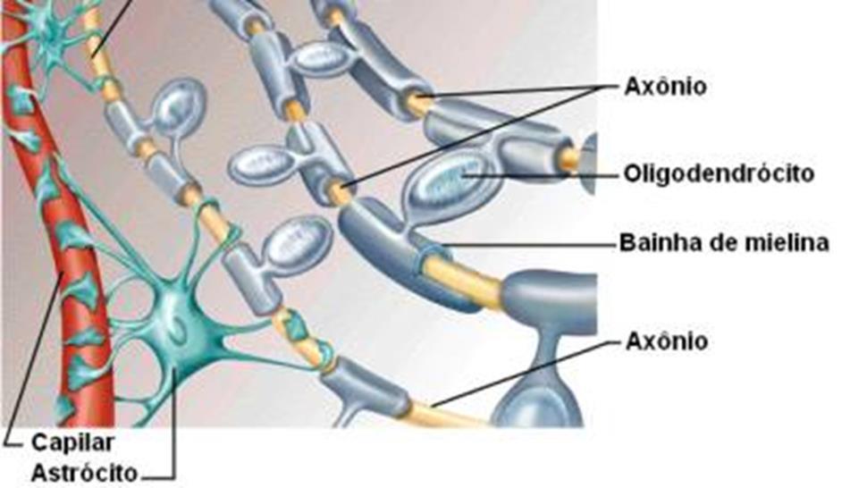 OLIGODENDRÓCITOS Responsáveis pela produção da bainha de mielina no SNC, possuem a função de isolante elétrico