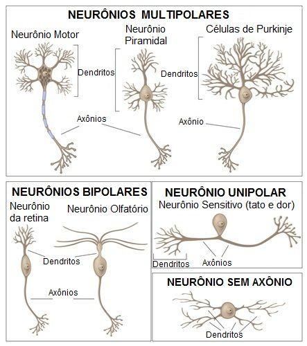 TIPOS DE NEURÔNIO: Ø Segundo a forma: - Neurônios MulVpolares - Bipolares -