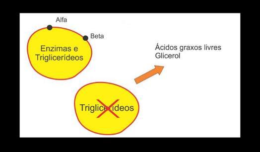 Luz no fim do Túnel Lipólise: A lipólise depende do: - Estado nutricional e do - Estímulo hormonal Pesquisa de Clark e Clark mostrou que, na