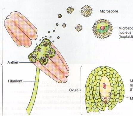 PROPAGAÇÃO SEXUADA MICRÓSPORO G R Ã O E S T A M E ANTERA FILETE ÓVULO NÚCLEO