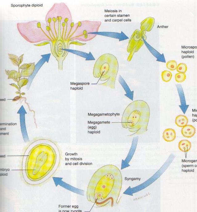 ESPORÓFITO DIPLÓIDE MEIOSE NO ESTAME E CARPELO PROPAGAÇÃO SEXUADA ANTERA MICRÓSPOROS HAPLÓIDES (POLEN) MEGÁSPORO HAPLÓIDE SEMENTE GERMINAÇÃO, CRESCIMENTO E DESENVOLVIMENTO DA SEMENTE MEGAGAMETÓFITO