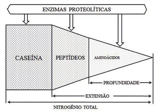 82 Tópicos em Ciências e Tecnologia de Alimentos: Resultados de Pesquisas Acadêmicas - Volume 4 naturais do leite ou de culturas láticas, que hidrolisam os lipídeos em ácidos graxos e contribuem