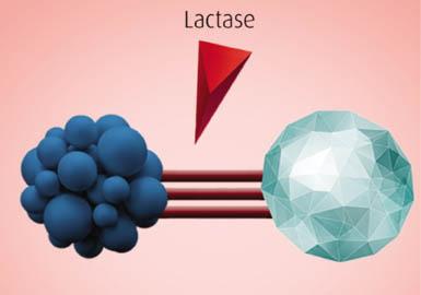 Fonte: Fernandes (2018) Uma outra alternativa é consumir alimentos lácteos já fermentados que possibilitam ao paciente com má absorção consumir produtos com baixo teor de lactose.