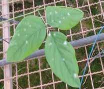 Folhas atacadas com fungo Oidium sp.