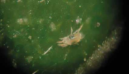 Forma jovem de ácaro rajado (Tetranychus urticae), com aproximadamente 0,1 mm de comprimento.