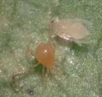 Ocasionalmente Phytoseiulus macropilis ataca imaturos de tripes. Os tripes podem se alimentar de ovos de ácaro rajado, o que torna esses insetos competidores de Phytoseiulus macropilis.