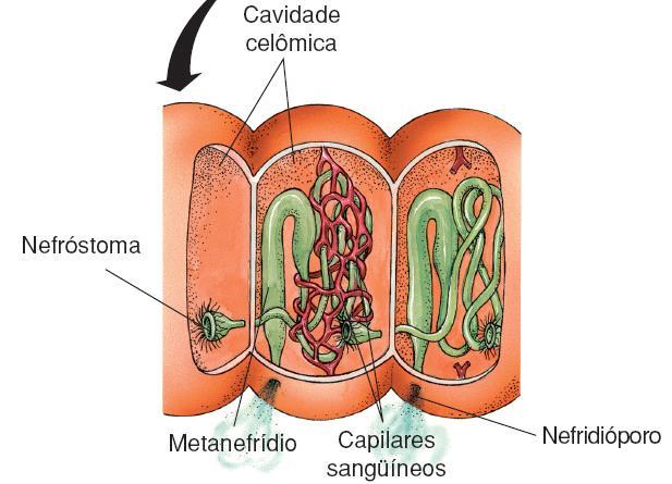 celomático); São triblásticos, celomados, protostômios e possuem