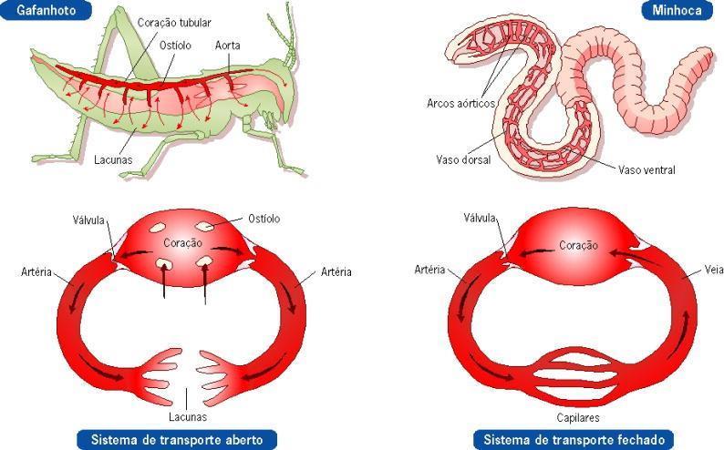 Sistema circulatório Hemolinfa Sangue Sangue constituído por