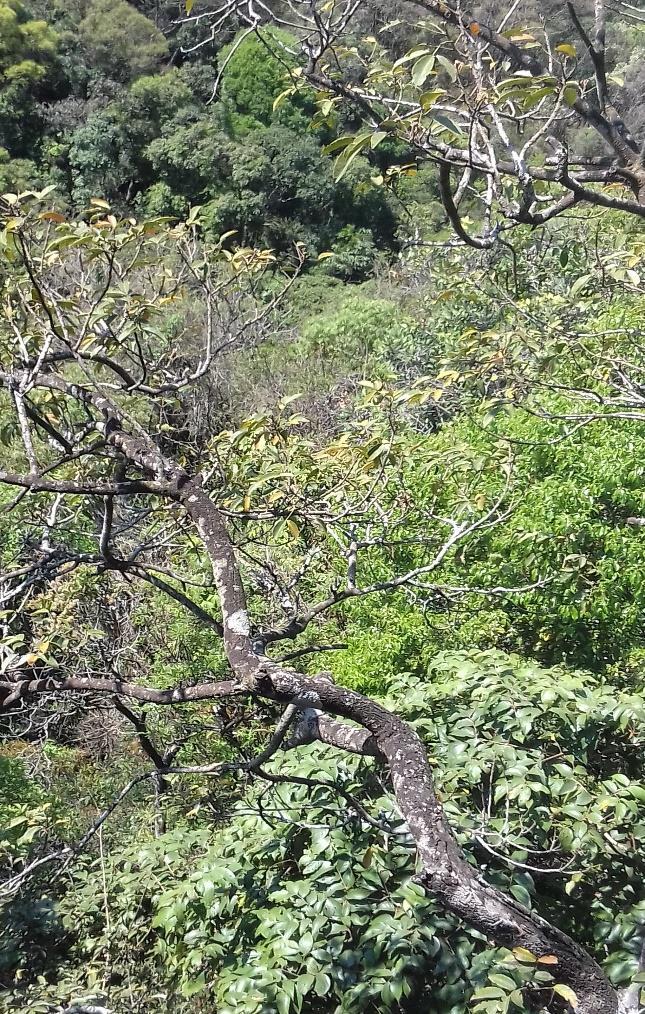2017. Figura 4 - Vista geral do dossel na floresta em sucessão